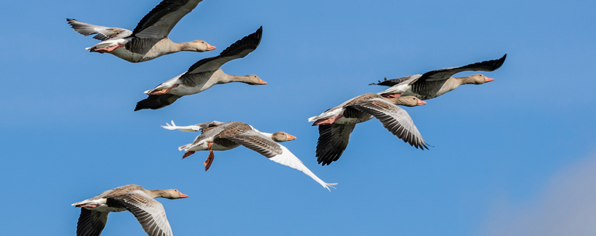 Nele Honecker, Team Development